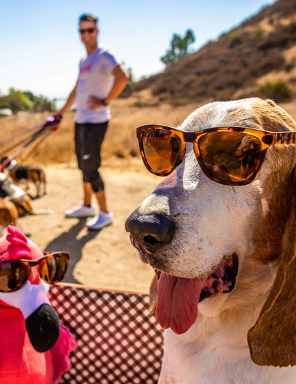 Goodr Bosley's Basset Hound Dreams - Blackimages5- The Sports Edit