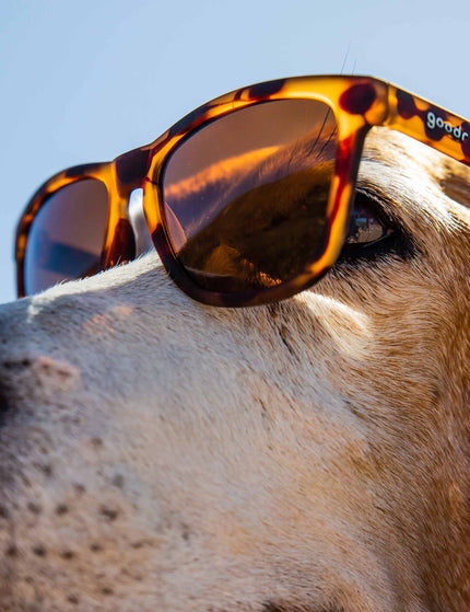 Goodr Bosley's Basset Hound Dreams - Blackimages6- The Sports Edit